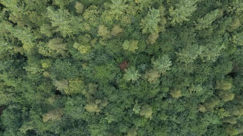 Top-down aerial shot of a young forest capable of capturing al lot of CO2 in the following years and thus fighting climate change Stock video