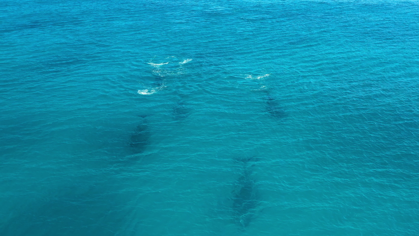 Aerial Panning Pod Of Whales Swimming Undersea, Drone Flying Backwards On Sunny Day - Exmouth, Australia