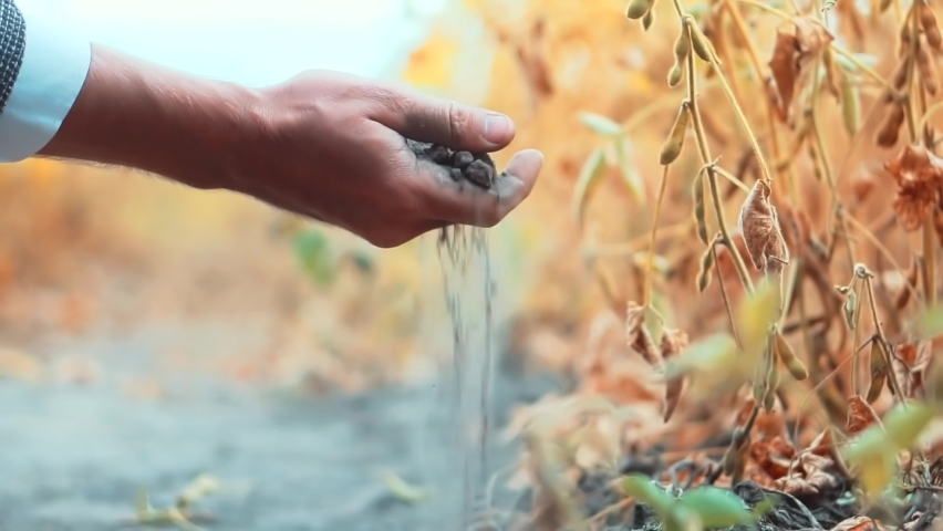 Man Hand Touching Dry Ground.Man Hands Holding Soil. Farmer Planting Soybean. Cultivated Soy. Examining Soil Agricultural. Gardening Dry Soil Fertilizer. Touching Farm Ground. Autumn Agriculture Plant Royalty-Free Stock Footage #1094078357