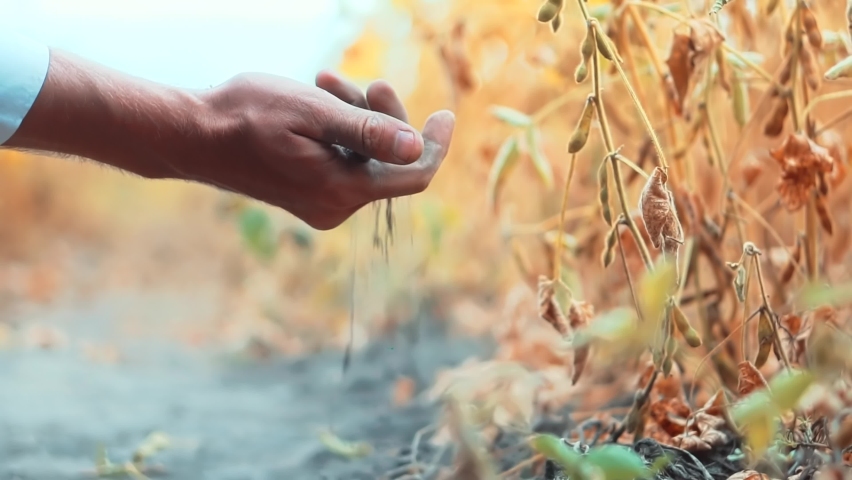 Man Hand Touching Dry Ground.Man Hands Holding Soil. Farmer Planting Soybean. Cultivated Soy. Examining Soil Agricultural. Gardening Dry Soil Fertilizer. Touching Farm Ground. Autumn Agriculture Plant Royalty-Free Stock Footage #1094078357