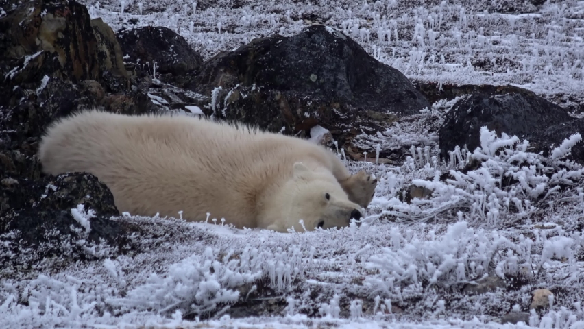 Polar bear rolling on the snowy ground, Canada, 2022
Canada North America, wildlife, climate change and global warming Concept,2022
