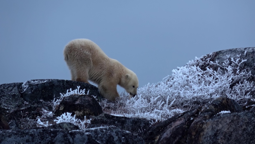 Polar bear eating on Rocky Hill, Canada, 2022
Canada North America, wildlife, climate change and global warming Concept,2022
