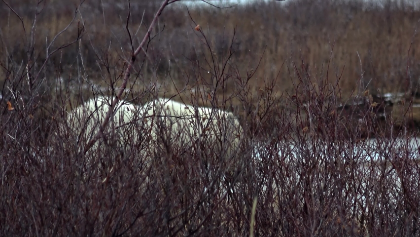 Polar bear Feeding Behind Bushes, Canada, 2022
Canada North America, wildlife, climate change and global warming Concept,2022
