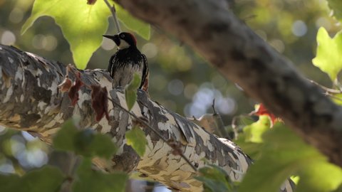 There Many Species Woodpeckers Found California Stock Footage Video