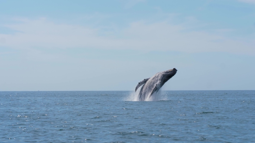 Humpback Whale (Megaptera Novaeangliae) breach clear water in the ocean. 4k slomow