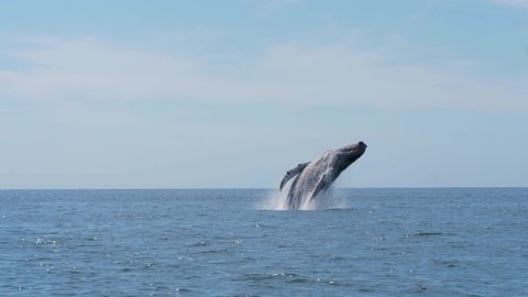 Humpback Whale (Megaptera Novaeangliae) breach clear water in the ocean. 4k slomowの動画素材