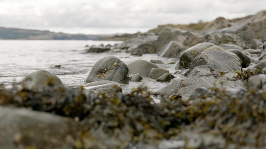 A shallow depth of field shows a gentle ebbing ocean slowly moving seaweed against barnacle covered rocks in Scotland.