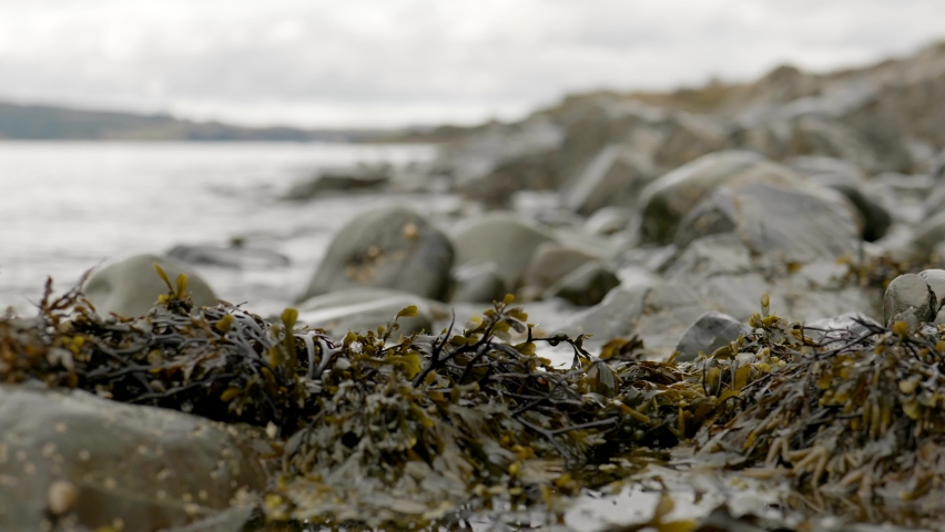 A shallow depth of field shows a gentle ebbing tide slowly moving seaweed against barnacle covered rocks in Scotland.