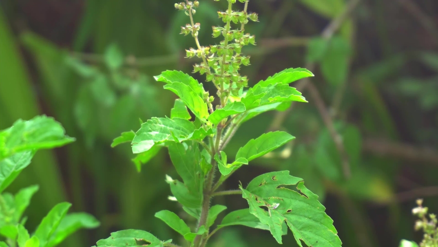 The seeds of the Tulsi plant or basin are used as a traditional ayurvedic medicine.