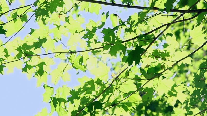 Looking up at green leaves in the woods