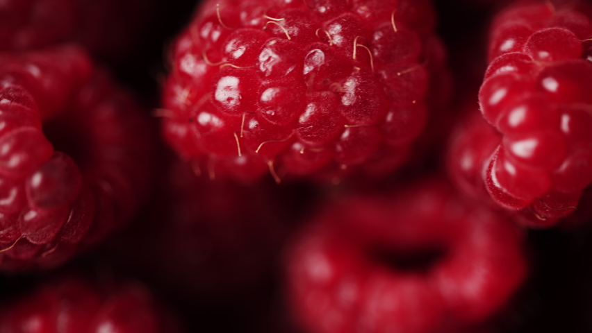 Close up of rotation scarlet raspberry. Macro red fresh raspberries fruit. Handful of juicy ripe berries as food background. Concept of healthy food or organic nutrition and harvest or summer dessert.