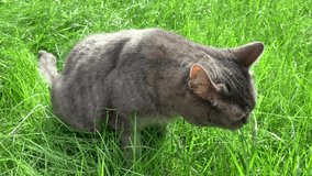 Grey beautiful cat walks in high green grass in the yard. For video presentation, advertising.