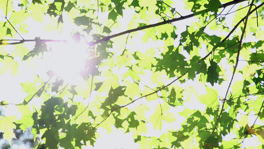 Looking up at green leaves in a tree. lens flare 