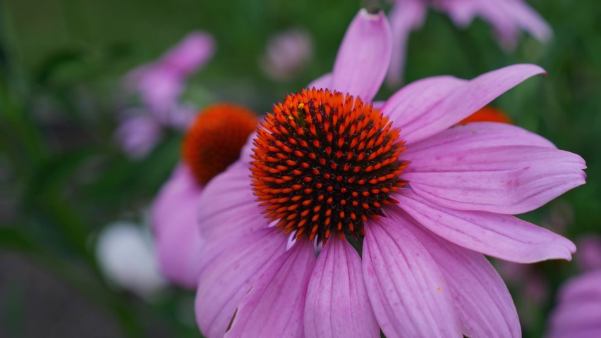 Echinacea Purpurea - Pink Coneflower In The Flower Field At Summer. - close up, tilt down Royalty-Free Stock Footage #1094093965