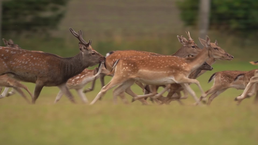 Fallow Deer Herd Running In The Field. - tracking, close up Slow Motion Royalty-Free Stock Footage #1094094005
