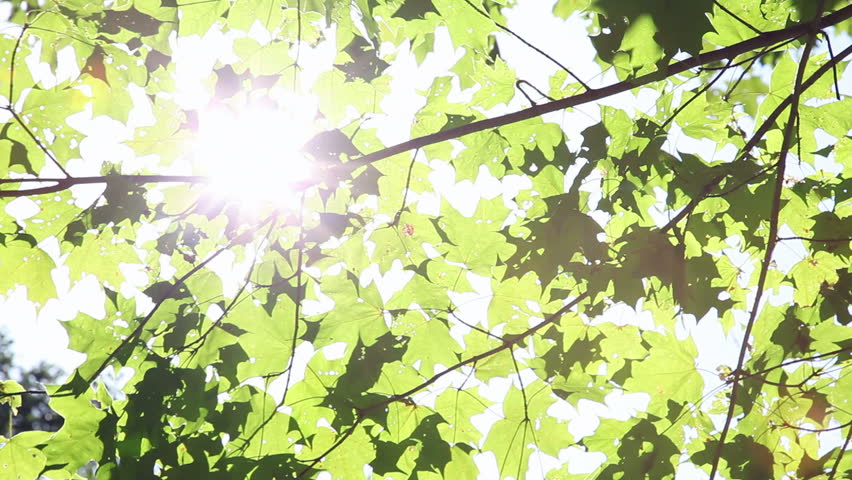 Looking up at green leaves in a tree.  lens flare 