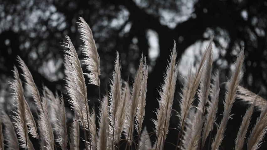 nature of argentina in Spring time