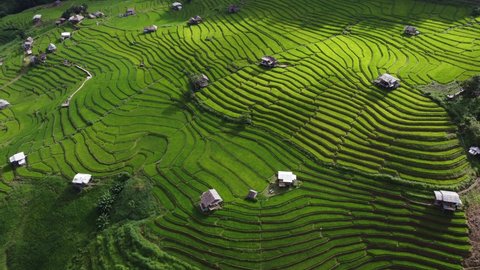 Rice Field Aerial Shot at north of Thailand. 4K Aerial views beautiful of Small house and rice terraces field at pabongpaing village rice terraces Mae-Jam Chiang mai, Thailand. local natural travel.  - Βίντεο στοκ