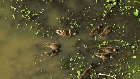 Wild ducks in natural environment swim in a lake with thickets. Aerial close up drone view at summer sunny day