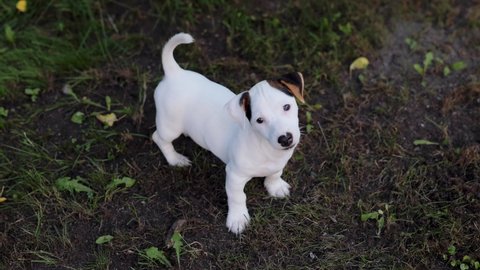 how do i know if my puppy is albino