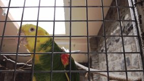 amazon parrot with yellow neck closeup. Tropical bird video
