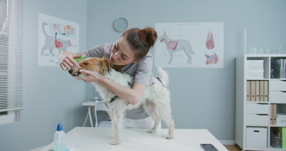 Middle plan of eautiful young female veterinarian brushing dogs teeth with green toothbrush. Happy girl working in hospital in medical suit. Concept of pets care, veterinary, healthy animals.