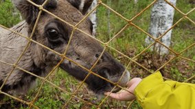 Children feeding deer in a park. 4k video footage