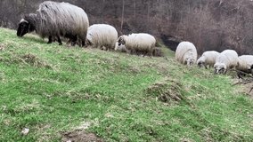 Sheep go for grazing in the mountains. For video presentation, advertising.