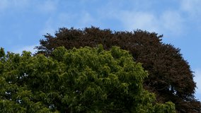 4K Green and Red Trees Gently Blowing in the Wind with Blue Sky British Summer - Powered by Shutterstock - Get 15% off with code: PIKWIZARD15