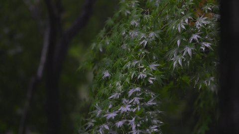 Leaves Shaking When Rain Drops Hit Stock Footage Video (100% Royalty ...