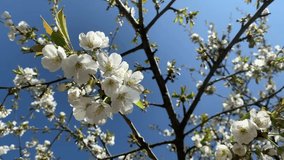 Blossoming cherry branch against a bright blue sky. For video presentation, advertising.