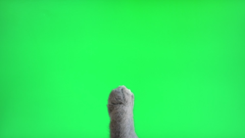 Cat paw touching, clicking, tapping and swiping on chromakey green screen. Gray cat using phone. Close up. Footage Pack. Using for a smartphone, tablet pc or a touch screen devices. Gestures. | Shutterstock HD Video #1094127345