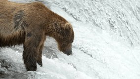 Brown Bear catching Sockeye Salmon at Brooks Falls - Slow Motion