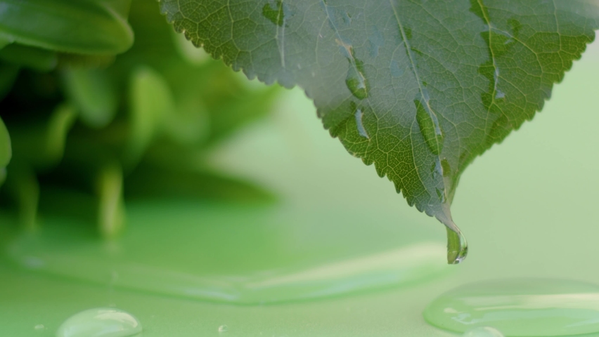 Drops of water drip from green leaves down, under the open sky in summer weather. 8K downscale, 4K.