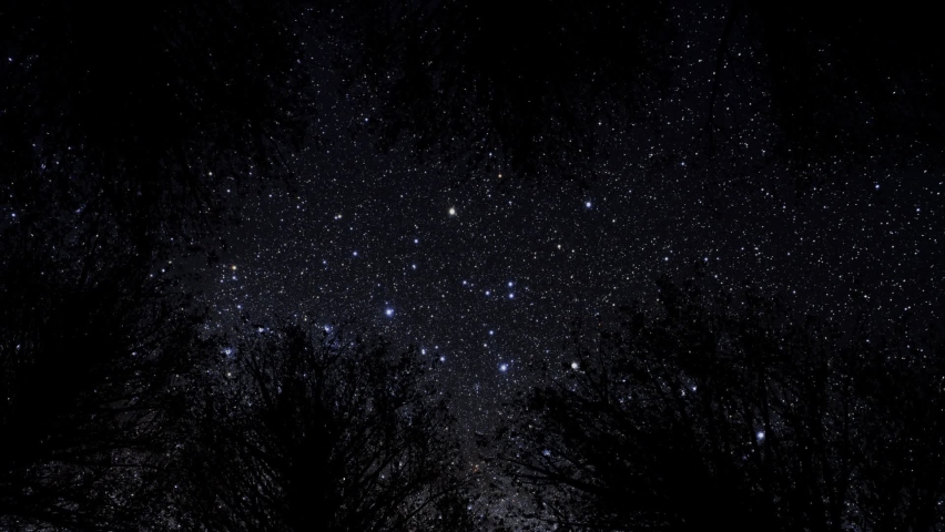 watching the sky from under the trees at night