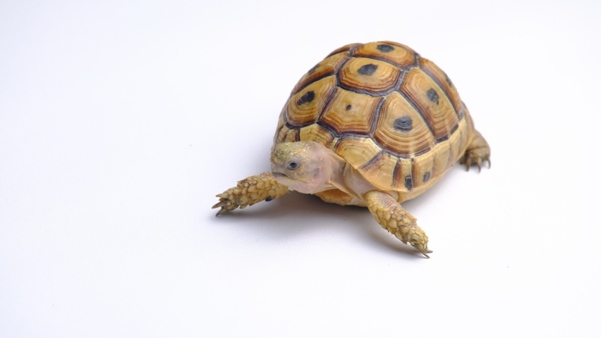 Tunisian tortoise or testudo graeca nabeulensis isolated on a white background Royalty-Free Stock Footage #1094135329