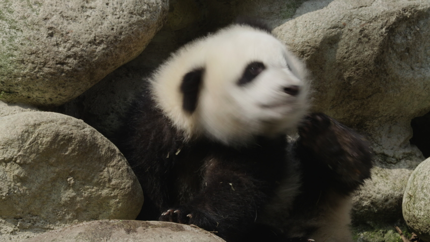 adorable baby giant panda bear cub portrait