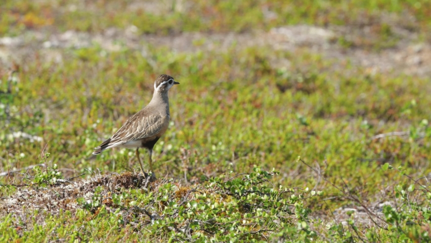 Alert Eurasian dotterel standing in the middle of low vegetation on a hillside during a bright summer day in Finnish Lapland Royalty-Free Stock Footage #1094140773