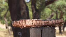 Cork tree garden (cork oak) is a long-standing business in parts of Portugal, slow motion panoramic video on a sunny summer day.