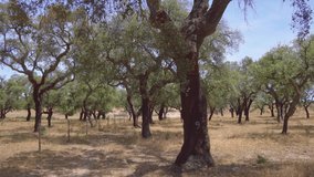 Cork tree garden (cork oak) is a long-standing business in parts of Portugal, slow motion panoramic video on a sunny summer day.