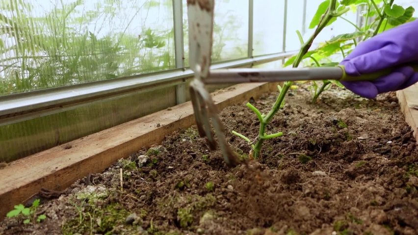Farmer's hand in a purple violet glove plows the ground around a growing cucumber plant in a greenhouse with a small rake hoe. Growing natural vegetables. Taking care of the future harvest