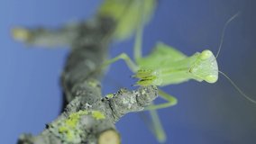  Closeup portrait of Green praying mantis hangs under tree branch and looks at on camera lens on green grass and blue sky background. European mantis (Mantis religiosa), Vertical video