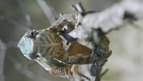  Chameleon walks along a tree branch approaching the camera. Panther chameleon (Furcifer pardalis). Front side, Vertical video, Close-up