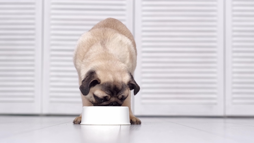 Close up pug dog eating fresh dry dog food kibbles for small puppies, advertising dog food on light grey background. Royalty-Free Stock Footage #1094153043