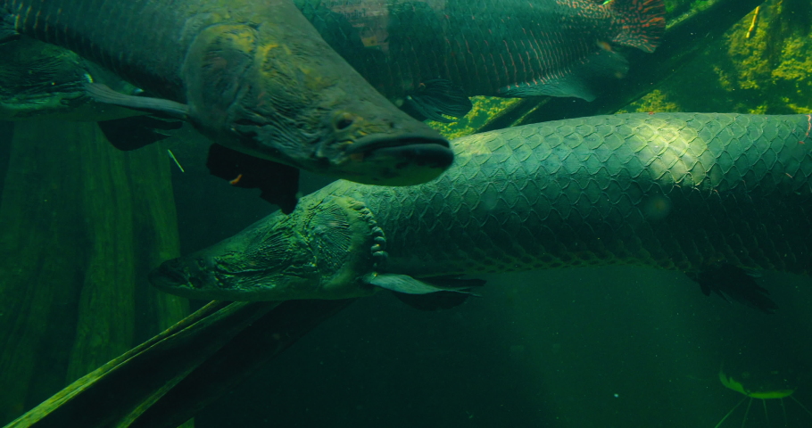 Largest river fish. Arapaima gigas in a freshwater aquarium. Vacation, holiday. Leisure activity. Fishing. Underwater life.