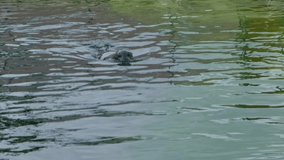 Earless Seal animal swimming in the sea. Sea dog slow motion video.