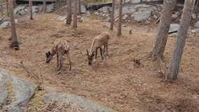 Young deers looking for the food in the forest. 4k video footage