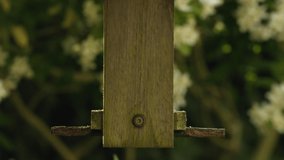 4K video clip of European Goldfinch eating seeds, sunflower hearts, from a wooden bird feeder in a British garden during summer
