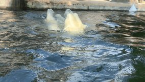 Polar bear swims beautifully in the water. Stock video clip. 4K