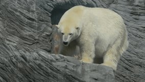 Polar bear. Stock video clip.